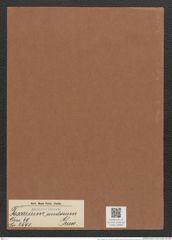 Toxarium undosum Grun. (de-Toni-Nr.: Genus 69, Species 2690) Zeichnungen Sammlung Grunow Mappe 02908 (Herbarium_W_Grunow_drawings_Folder_02908)